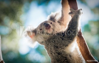 Immagine di Climbing Koala
